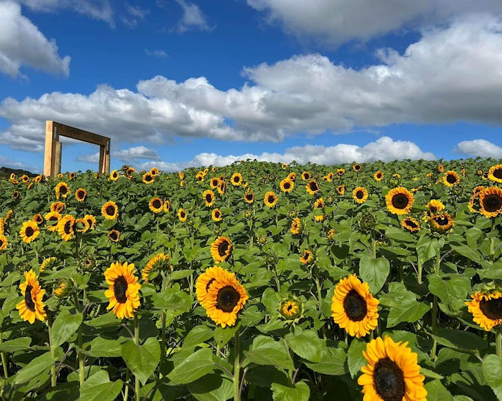 A field of sunflowers at Cedel Downs, one of the best sunflower farms in New Zealand.