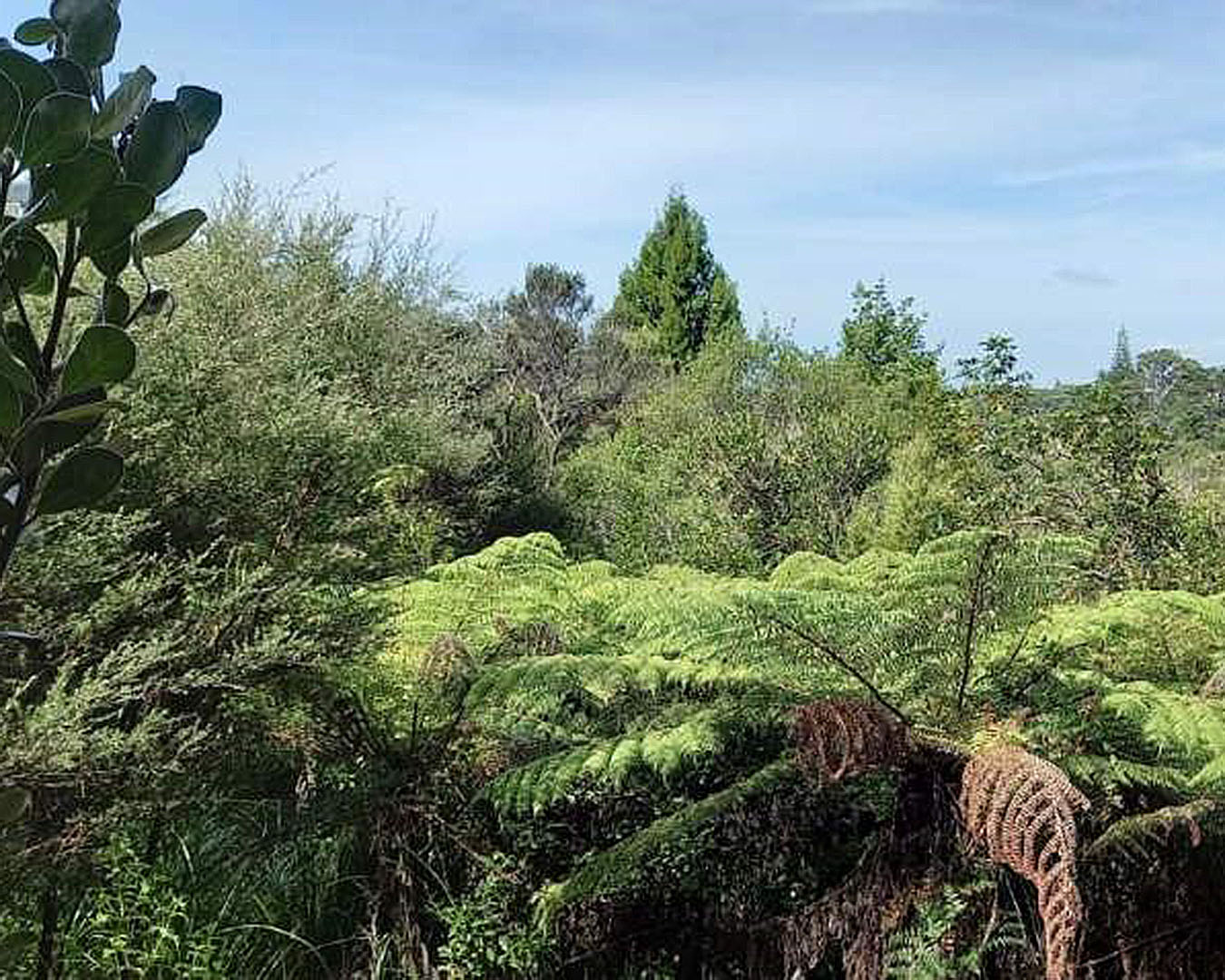 The glorious New Zealand bush is in fine fettle in Centennial Park.