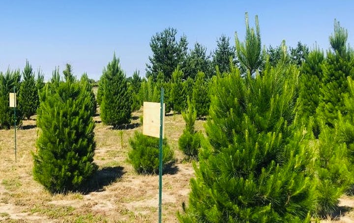 A farm field filled with Christmas trees. 
