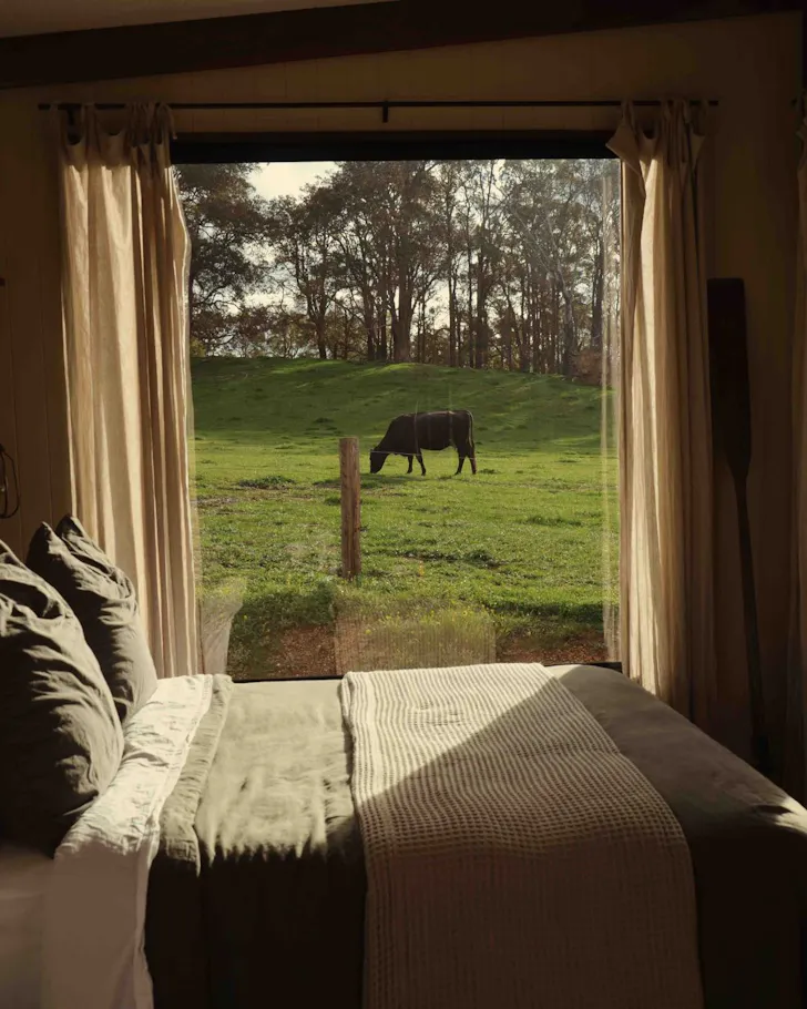 A cow outside the bedroom at Cleves Hut one of the best WA farm stays