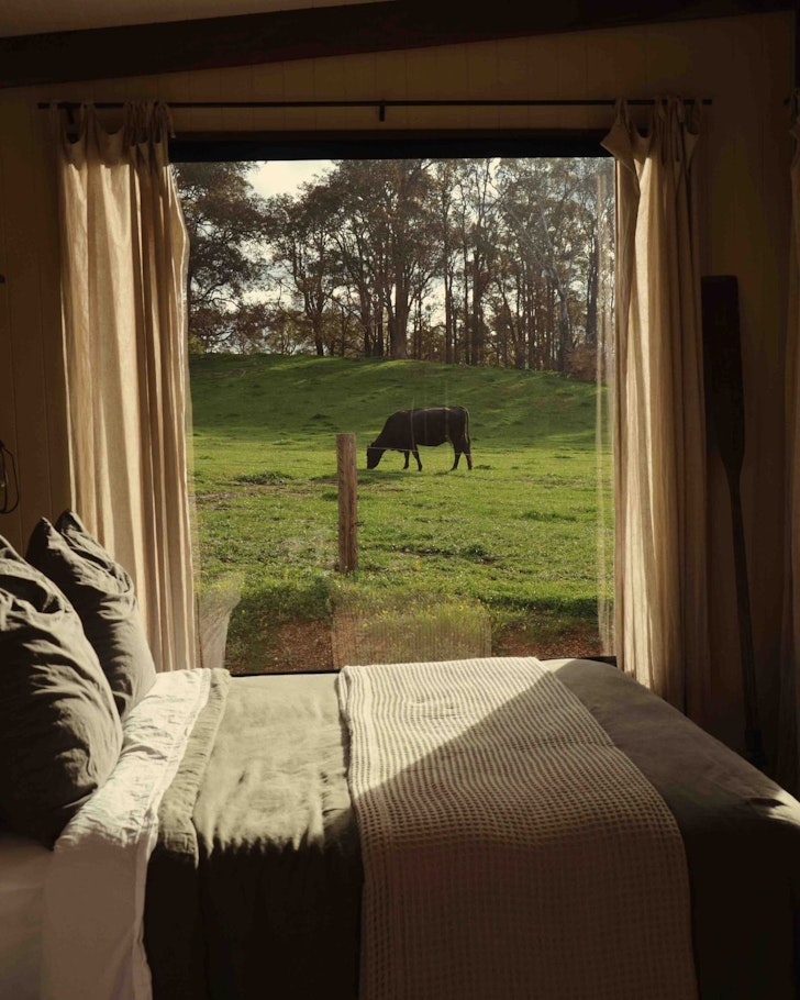 A cow outside the bedroom at Cleves Hut one of the best WA farm stays