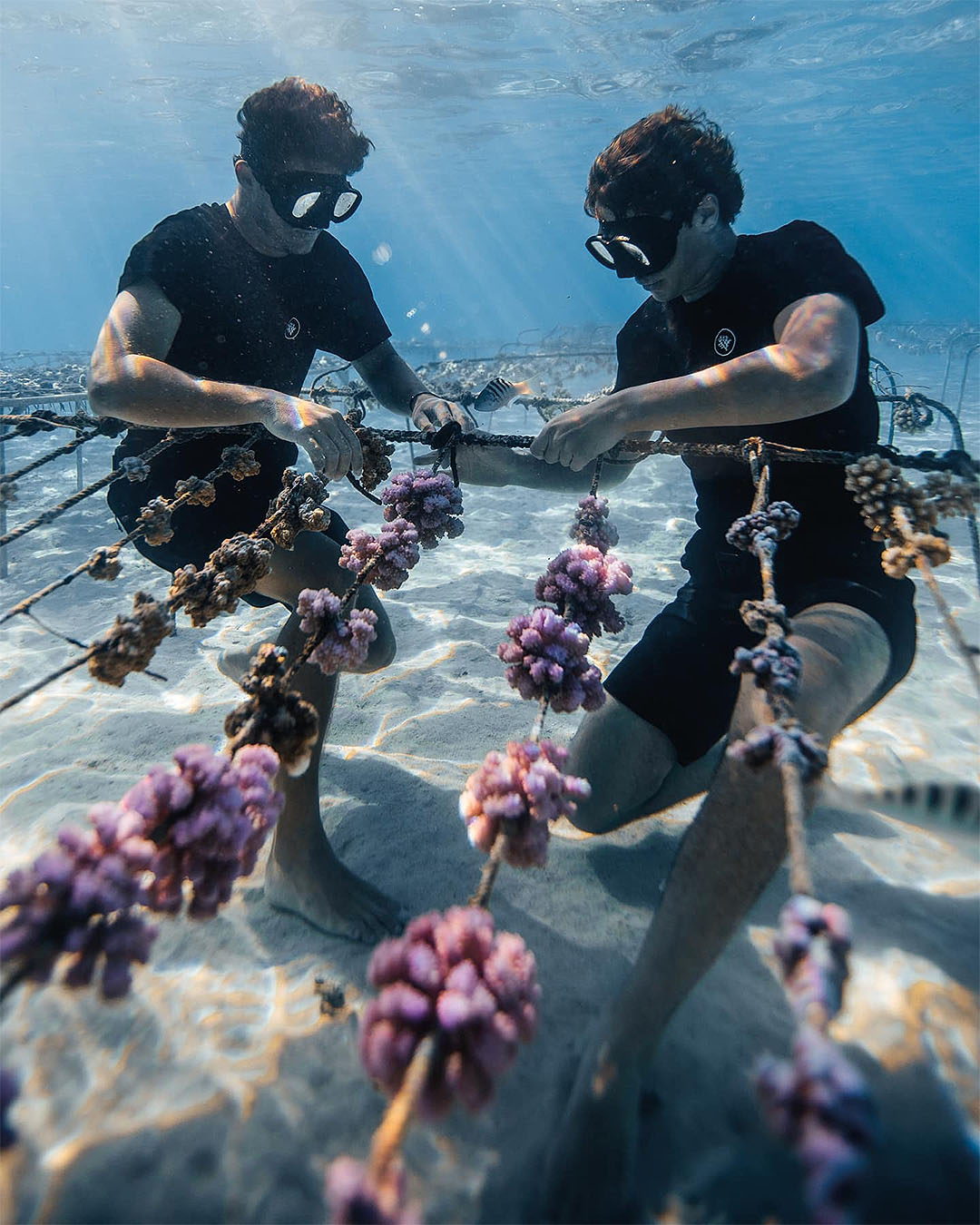 Two people underwater tending to a coral garden, which makes a great gift for ocean-lovers.