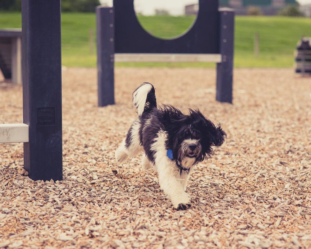 A dog enjoying the off-leash dog agility course in West Auckland
