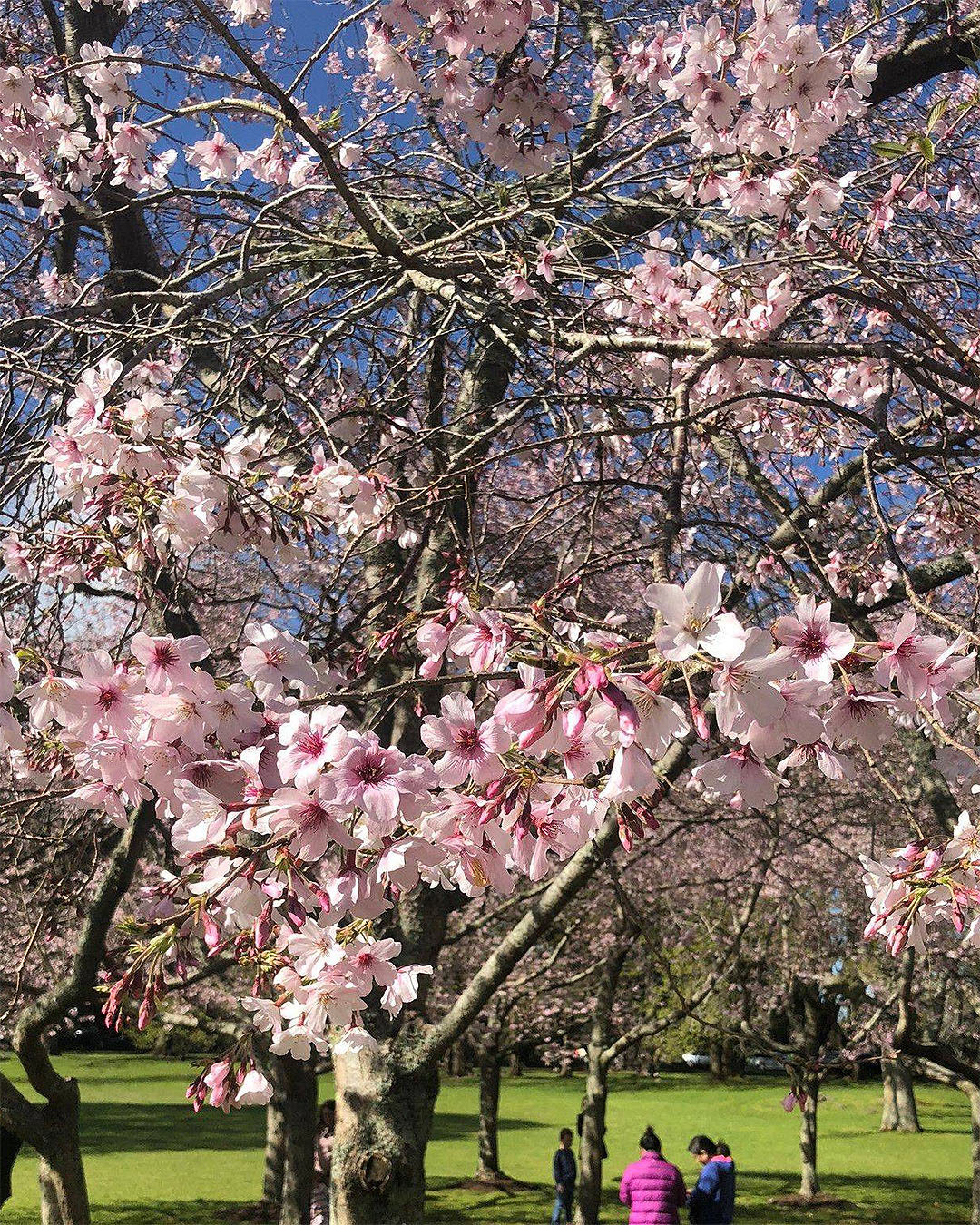 The stunning blossoms at Cornwall Park.