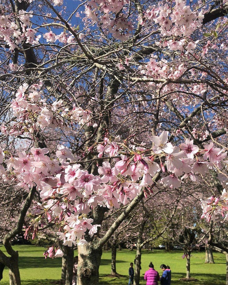 The stunning blossoms at Cornwall Park.