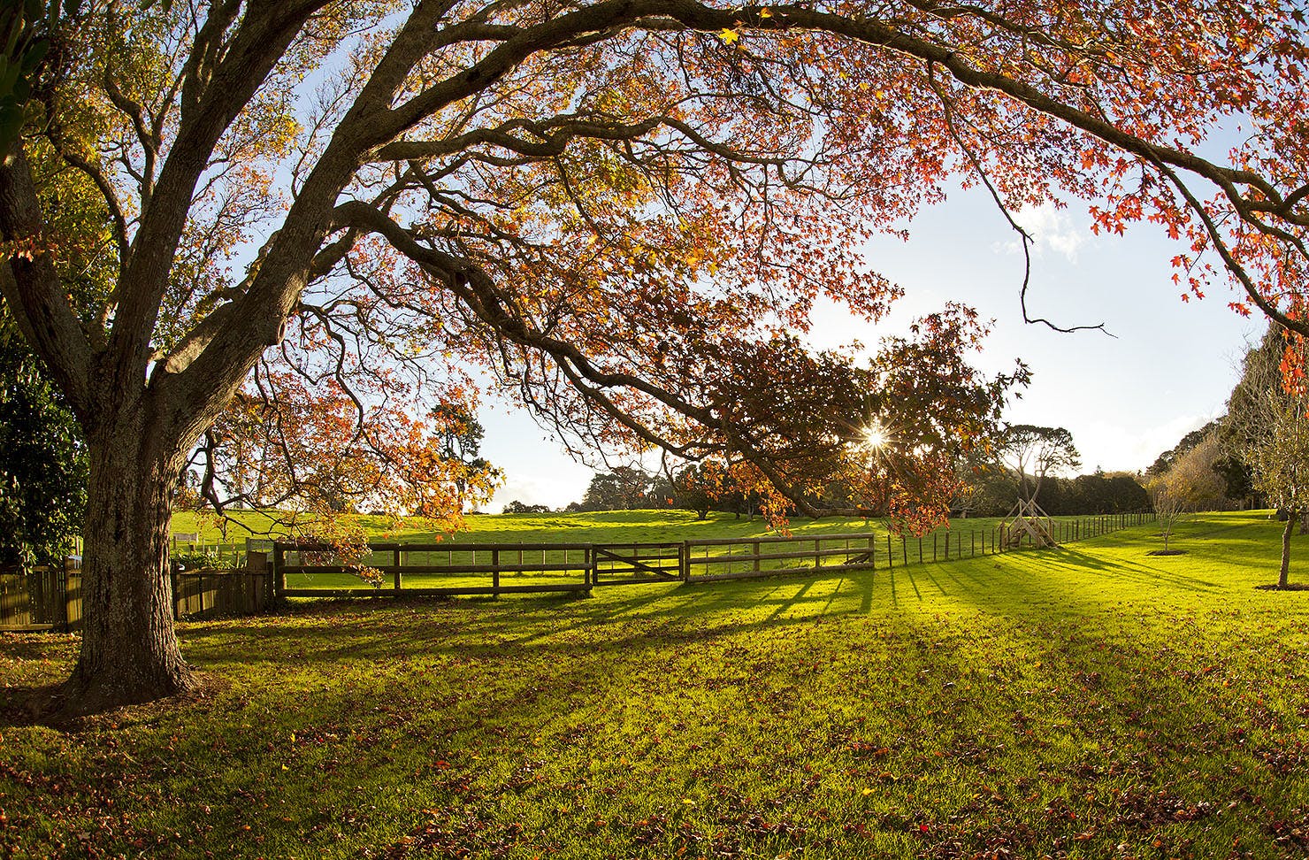 Cornwall Park is seen in the Autumn.