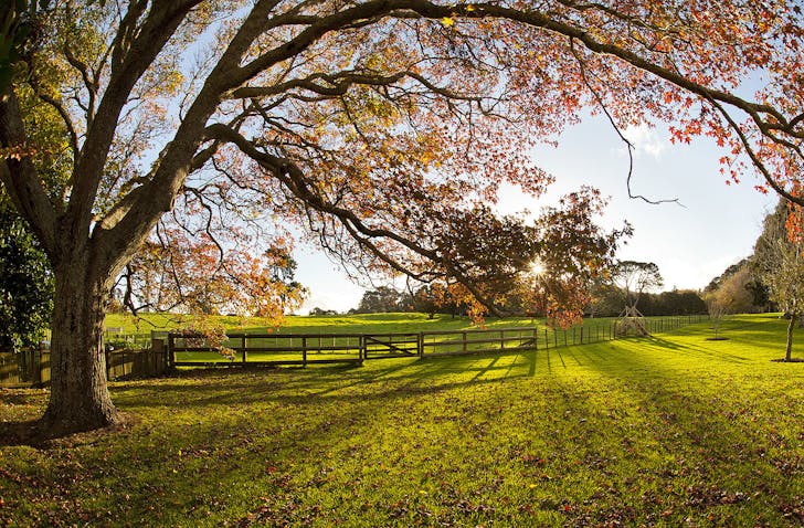 Cornwall Park is seen in the Autumn.