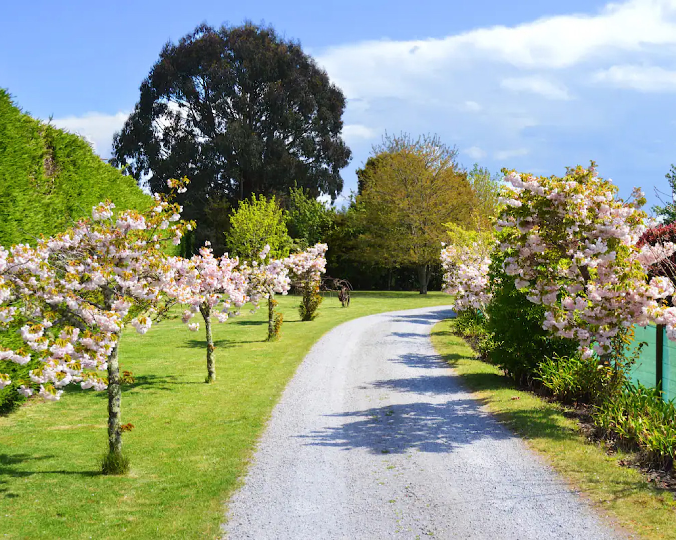 A blossom-lined driveway leading to one of the best Taupo Airbnbs. 