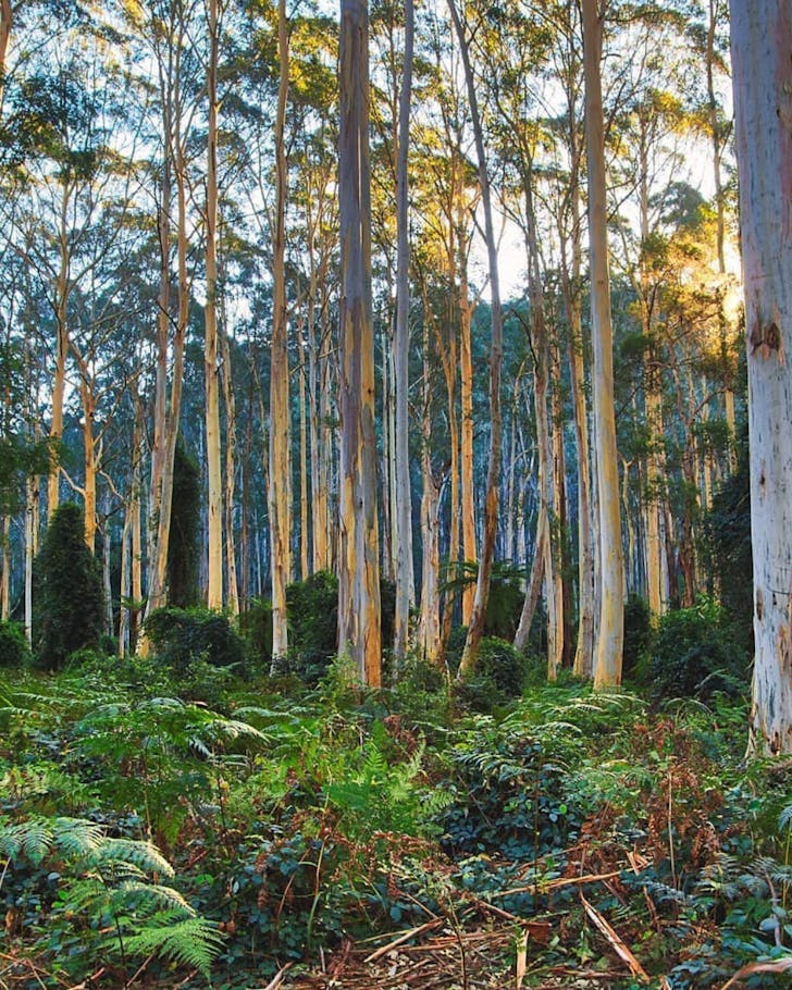 Couridjah Corridor Walk