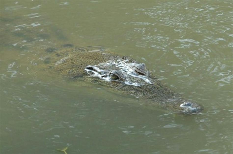 Crocodile Spotted Near Sentosa Again: Water Activities Suspended At ...