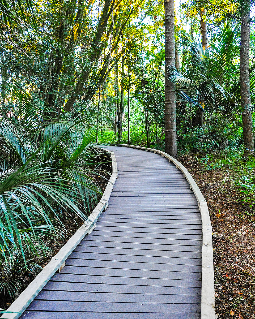 A path stretches away in Currys bush reserve in auckland.