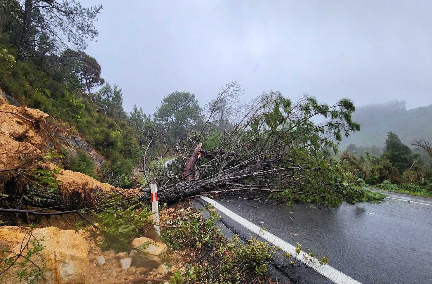 A tree across the road in the Coromandel.