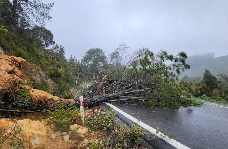 A tree across the road in the Coromandel.