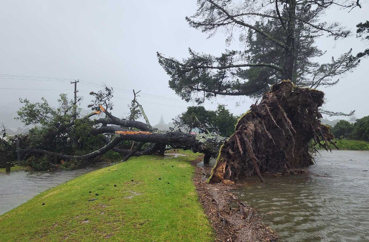 A tree is completely uprooted amongst the Cyclone Gabrielle carnage
