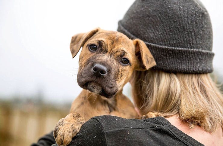 DC Rescue Are Hosting A Puppy Adoption Drive Tomorrow