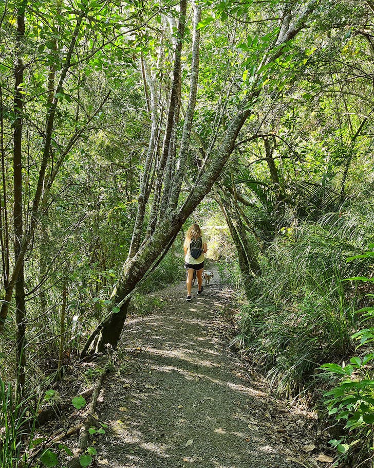 A pathway is seen amongst the bush at Dingle Dell Reserve.