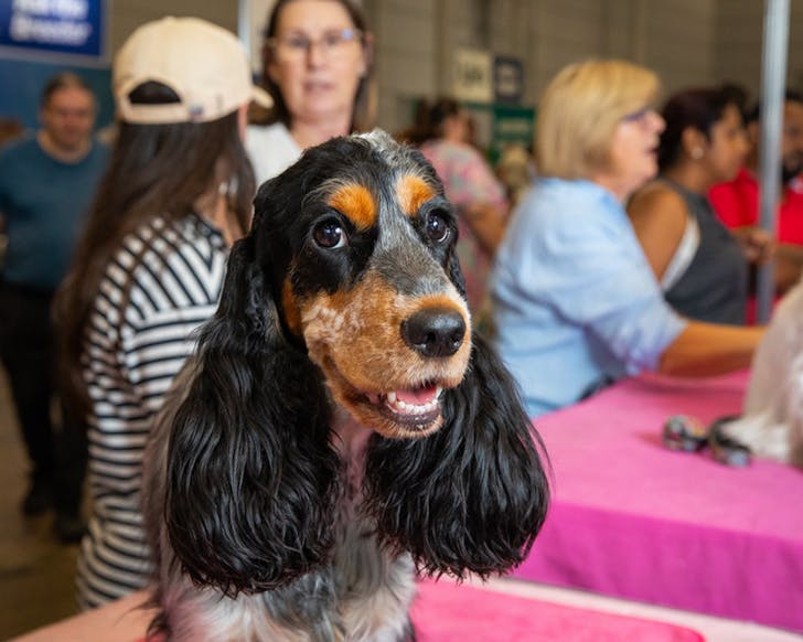 brisbane dog lovers festival