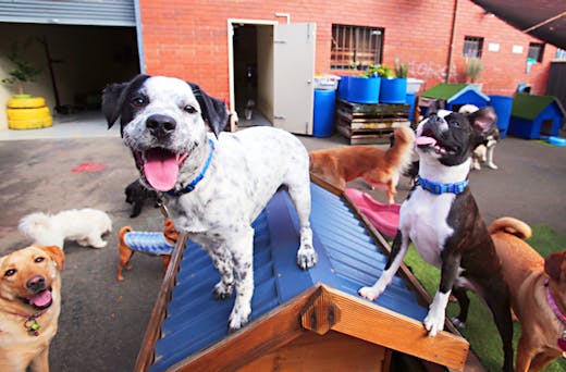 Dog shop daycare belmont