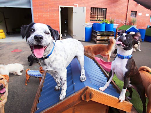 The pampered hotsell pooch motel