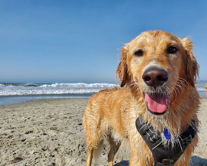 A happy dog on the beach looks at the camera.