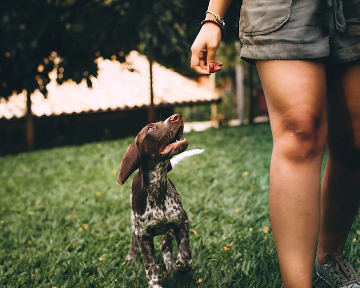 A cute, goofy dog looks up the person walking it in awe. 