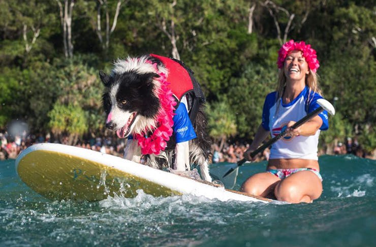 dog-surfing-sunshine-coast