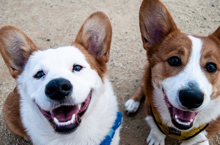 Two corgi dogs looking up at the camera smiling. 