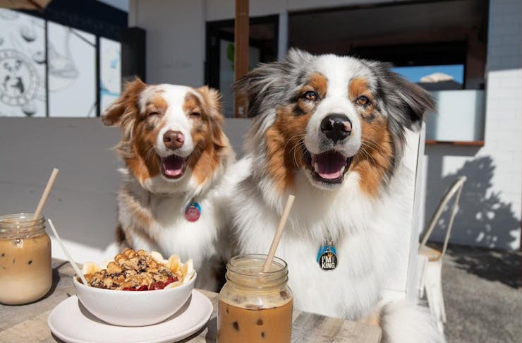 Two dogs aka Camilla and Apollo sit happily at a cafe, the dog in the background looks particularly happy.