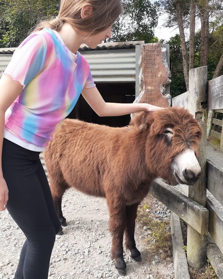 Donkeys At Highfield Garden Reserve 