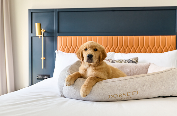 A golden retriever puppy sitting on a hotel bed at a pet friendly accomodation Victoria has to offer.