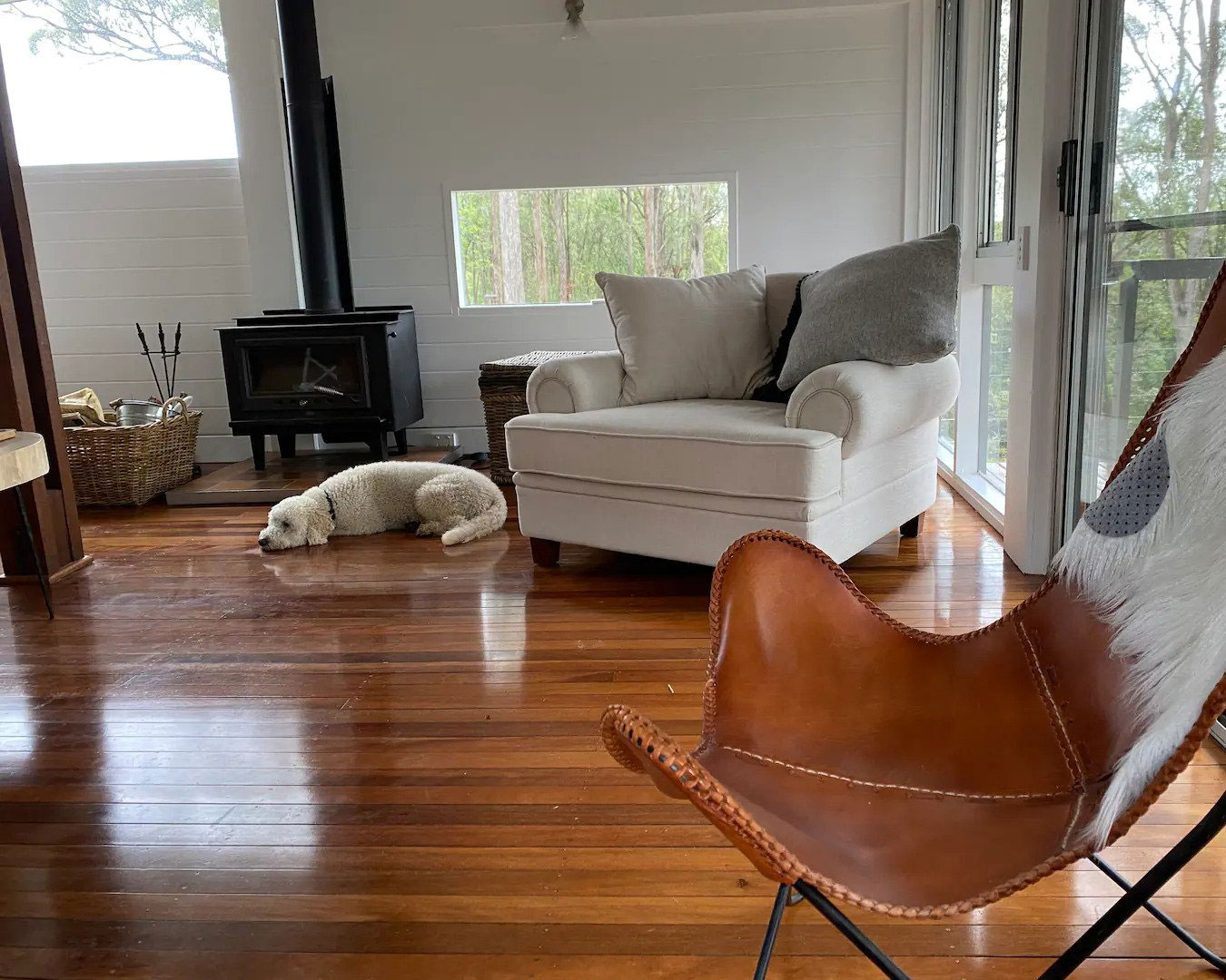 Dog in Airbnb living room