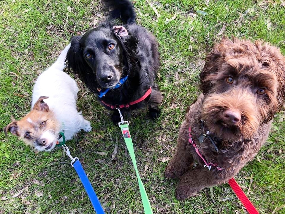 3 dogs ready and waiting for their walk