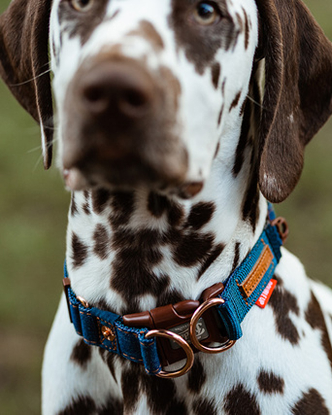 Cool looking 2024 dog collars