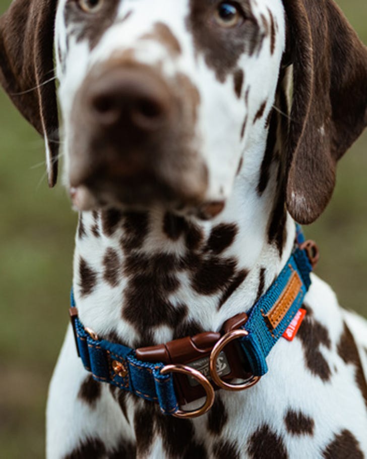 Ezydog Double up dog collar denim