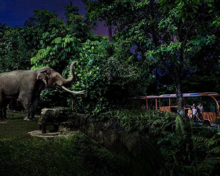 Night Safari