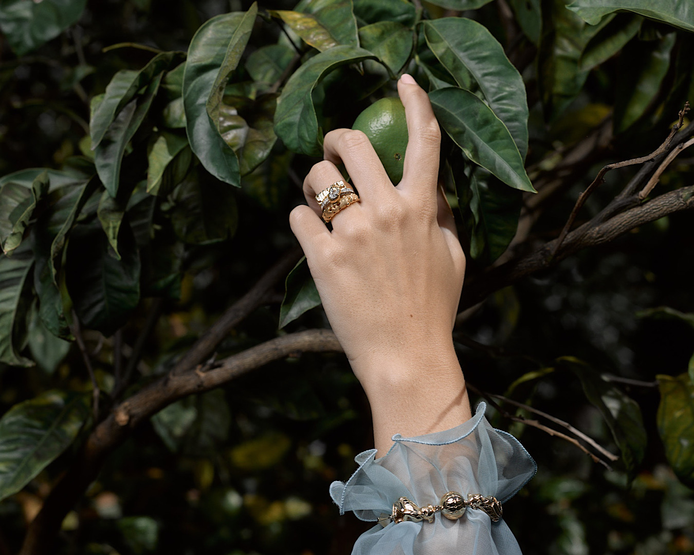 A hand wearing a blue chiffon sleeve with a silver bracelet over the top reaches for a lime on a tree. A cute set of stacker rings sit on the person’s ring finger. 