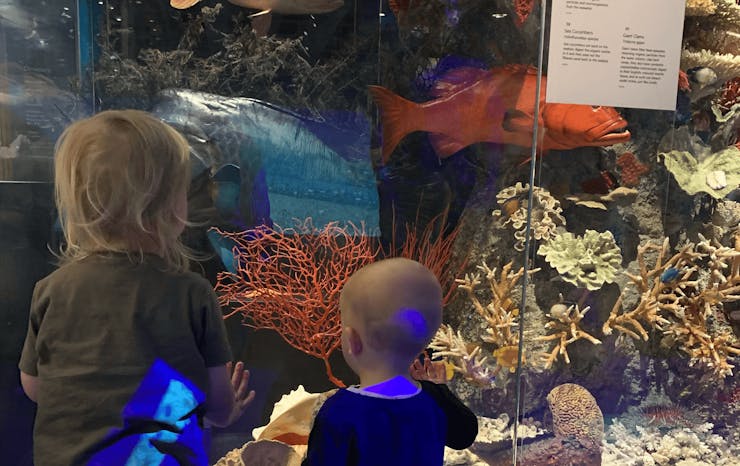 Two small children looking into a display of fish in the sea.