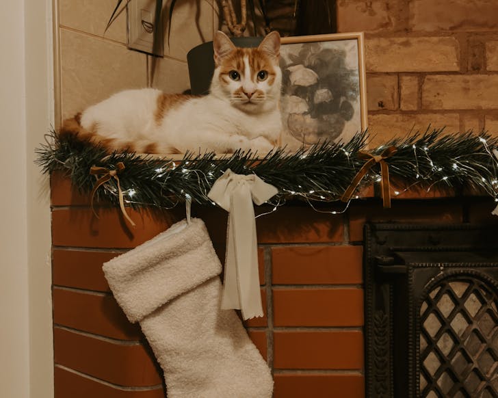 Cat on mantle