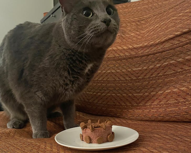 Cat with cake
