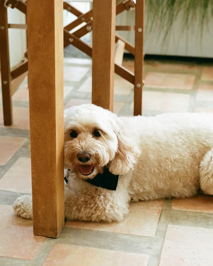Fico pet-friendly restaurant