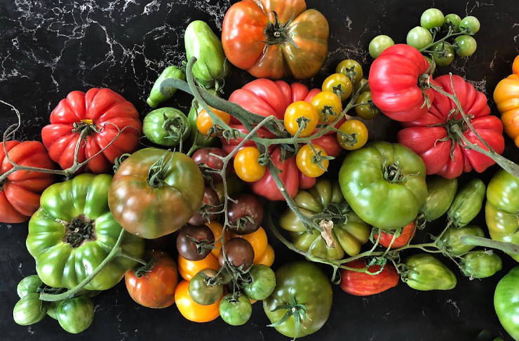 A variety of heirloom tomatoes in green, red, purple and orange