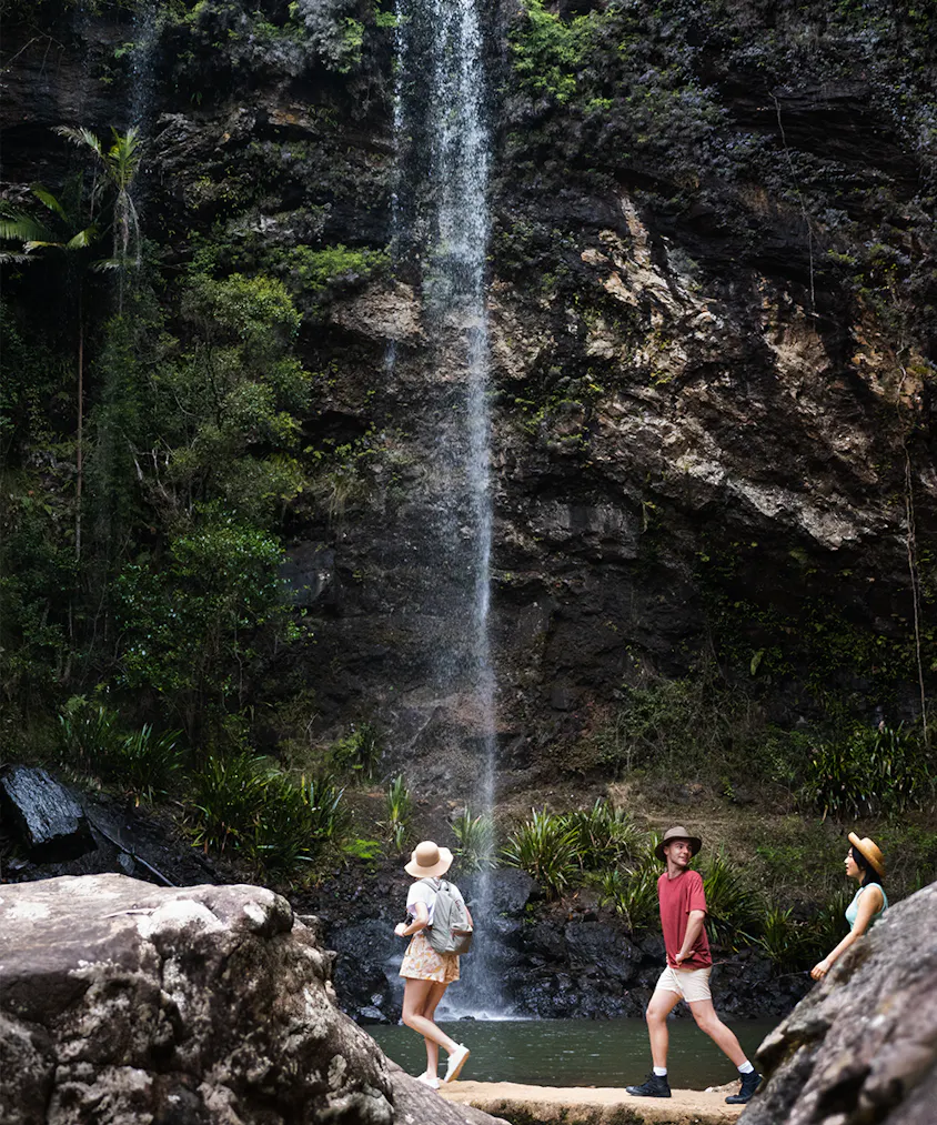 The Best Bush Walks Gold Coast and Surrounds Want You To Wander Through ...