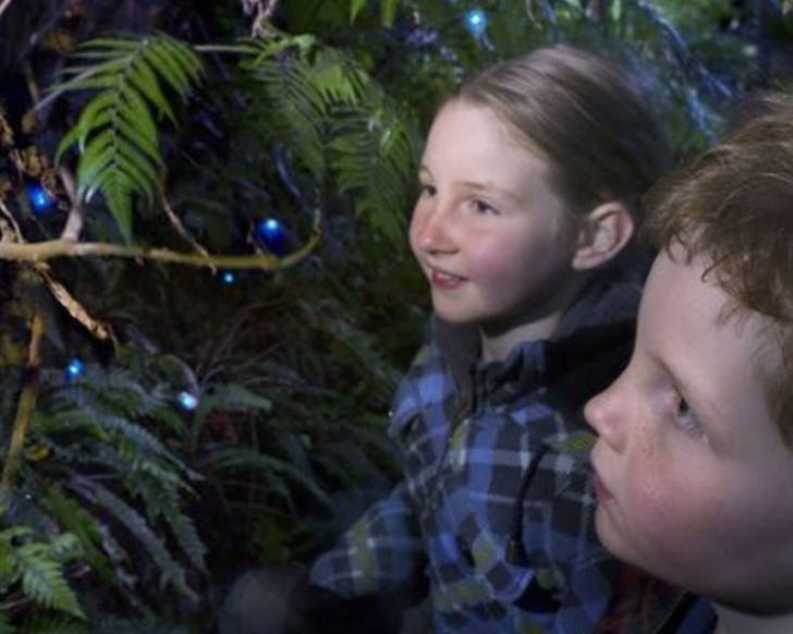 Two kids look at glow worms in some bush
