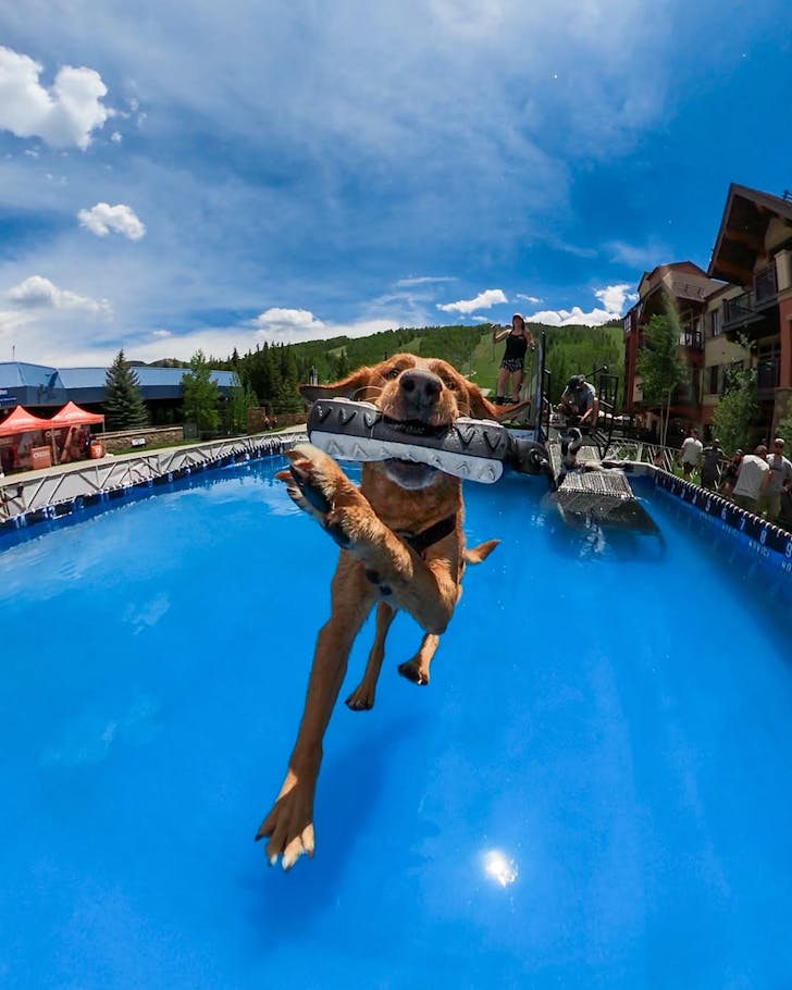 A dog grabs a toy in mid air, above a swimming pool. 