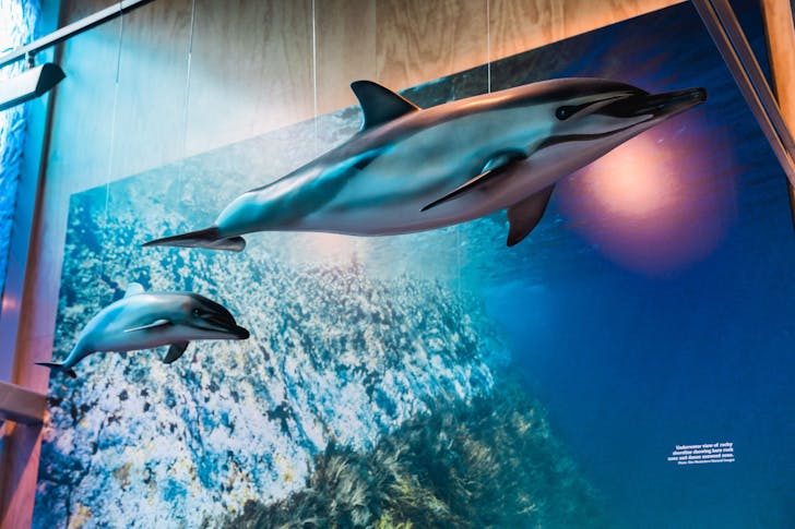 Dolphins on display at the Goat Island Marine Discovery Centre. 