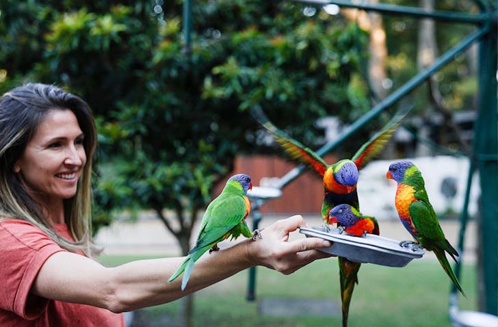 woman feeding lorikeets at currumbin wildlife sanctuary