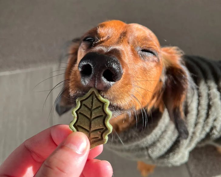 A schnauzer looks jubilant as it nibbles on a green, leaf-shaped cookie from Good Boy Bakery, one of the best NZ dog treat brands.