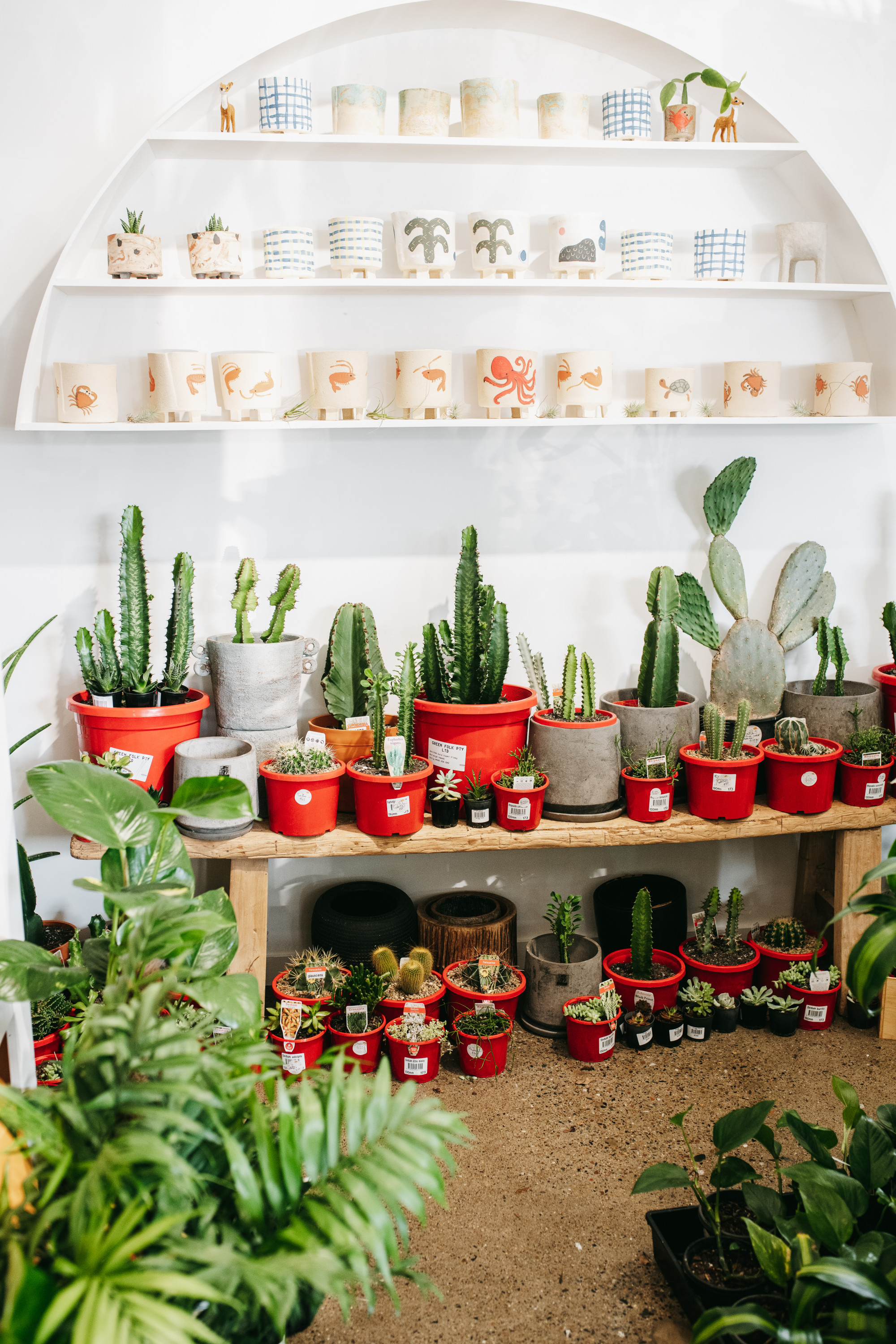 the interior of a nursery laden with cacti and pots