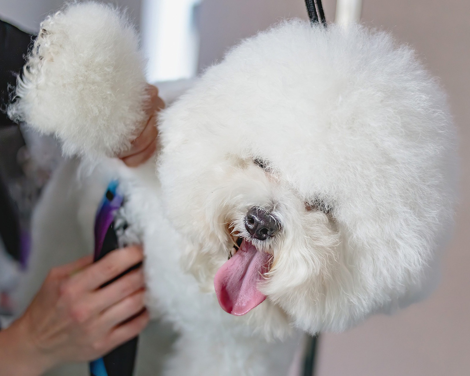 A fluffy Bichon Frisé white dog getting groomed on the table 