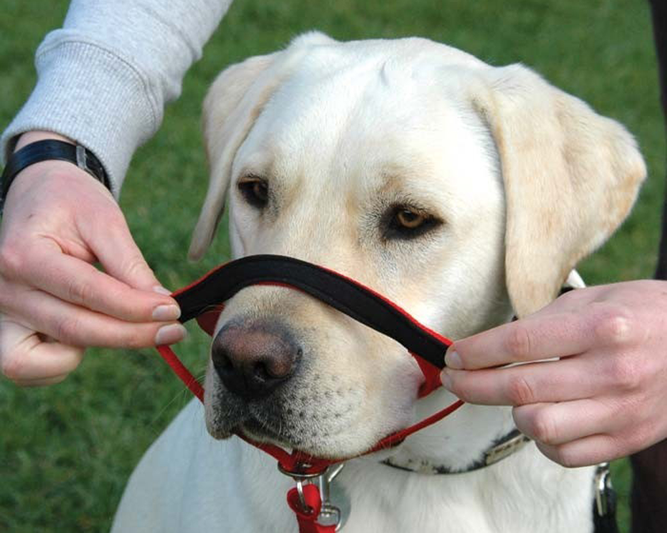 Boujee best sale dog collars